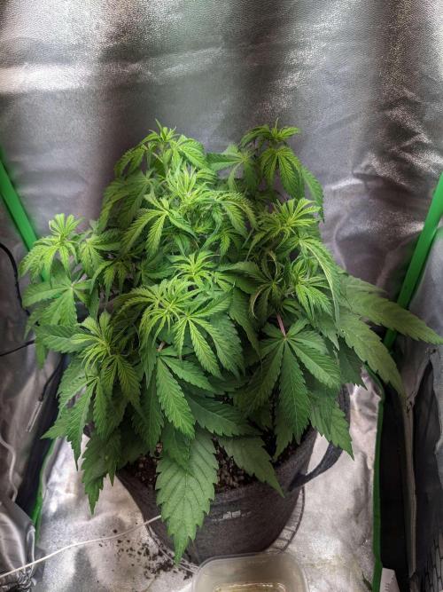 Fat Banana Auto Biobizz Coco/Light/AllMx. Week 5 - day 33