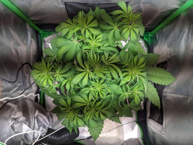 Fat Banana Auto Biobizz Coco/Light/AllMx. Week 5 - day 33