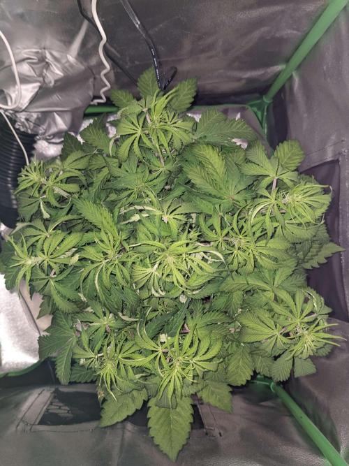 Fat Banana Auto Biobizz Coco/Light/AllMx. Week 5 - day 36