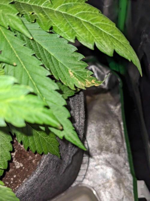 Fat Banana Auto Biobizz Coco/Light/AllMx. Week 5 - day 36 