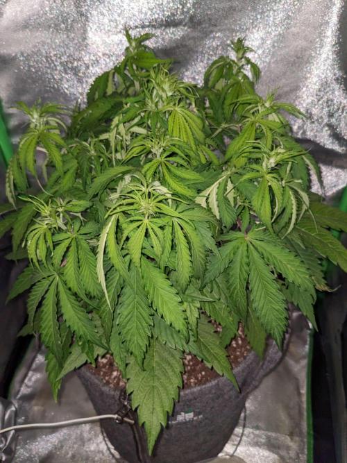 Fat Banana Auto Biobizz Coco/Light/AllMx. Week 5 - day 36