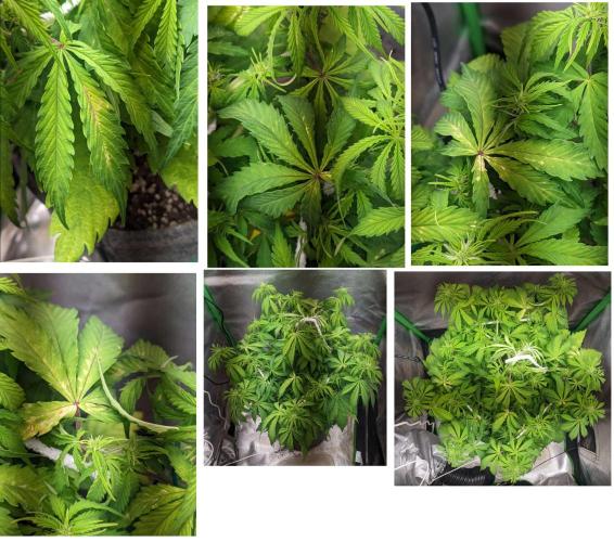 Fat Banana Auto Biobizz Coco/Light/AllMx. Week 6