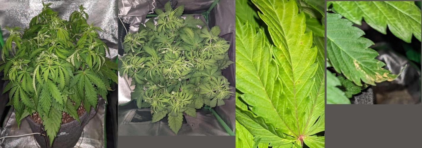 Fat Banana Auto Biobizz Coco/Light/AllMx. Week 6