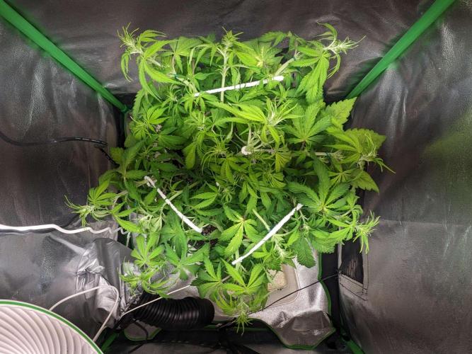 Fat Banana Auto Biobizz Coco/Light/AllMx. Week 6