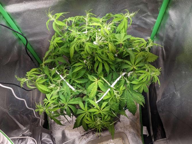 Fat Banana Auto Biobizz Coco/Light/AllMx. Week 6