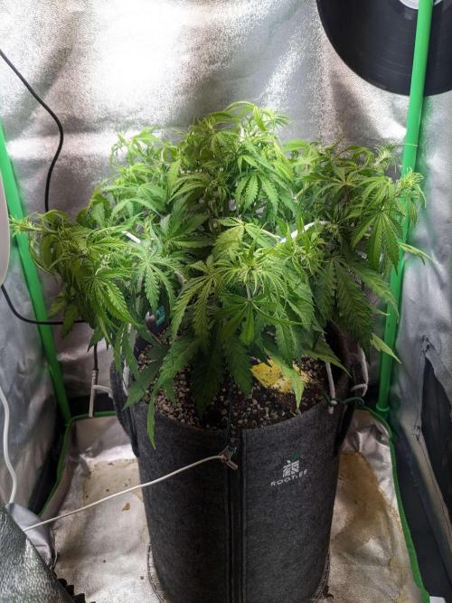 Fat Banana Auto Biobizz Coco/Light/AllMx. Week 6