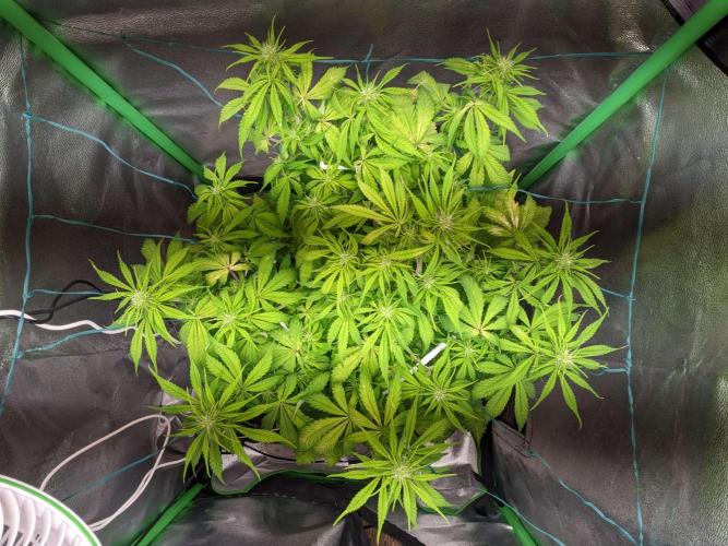 Fat Banana Auto Biobizz Coco/Light/AllMx. Week 7
