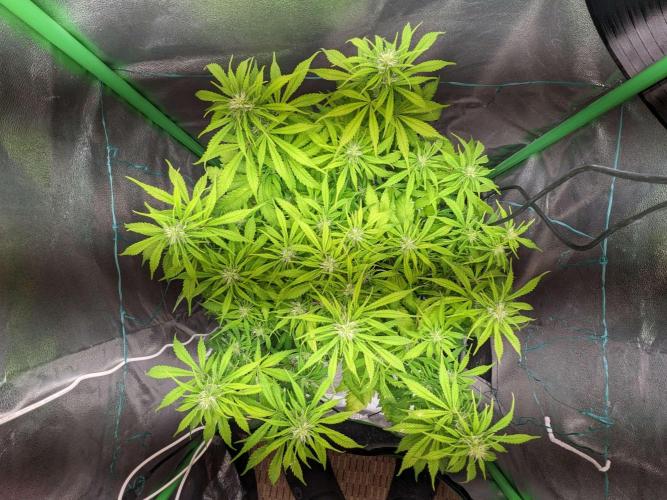 Fat Banana Auto Biobizz Coco/Light/AllMx. Week 7