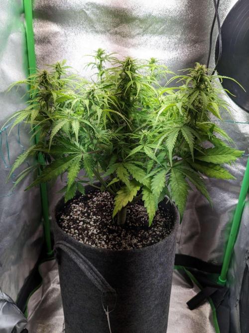 Fat Banana Auto Biobizz Coco/Light/AllMx. Week 7