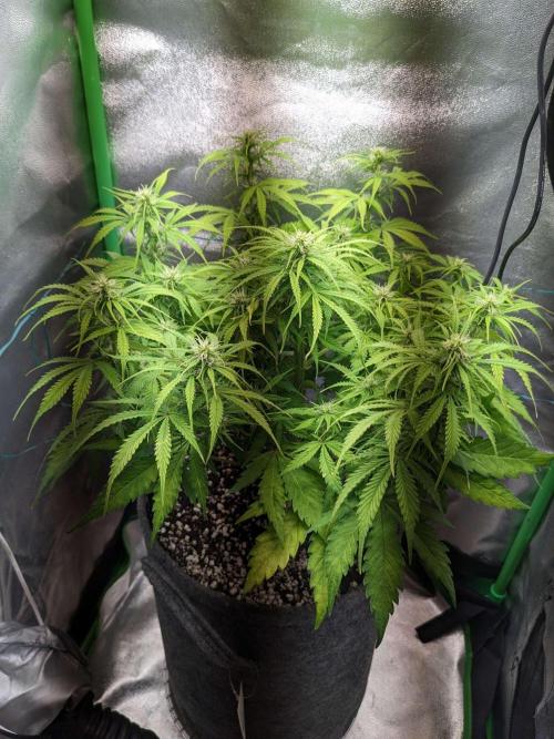 Fat Banana Auto Biobizz Coco/Light/AllMx. Week 7