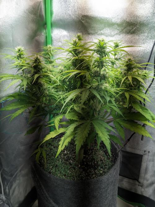 Fat Banana Auto Biobizz Coco/Light/AllMx. Week 8