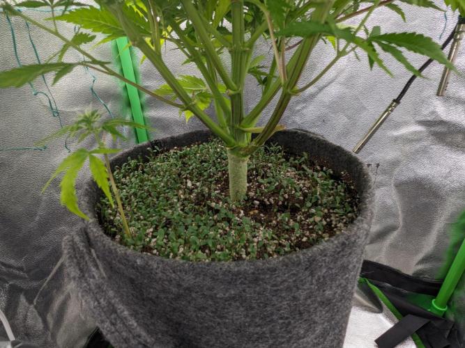 Fat Banana Auto Biobizz Coco/Light/AllMx. Week 8