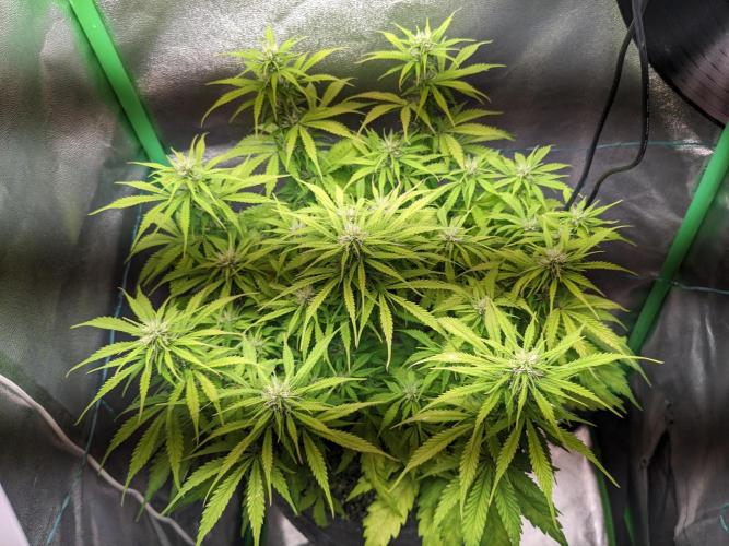 Fat Banana Auto Biobizz Coco/Light/AllMx. Week 8