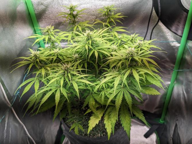 Fat Banana Auto Biobizz Coco/Light/AllMx. Week 8