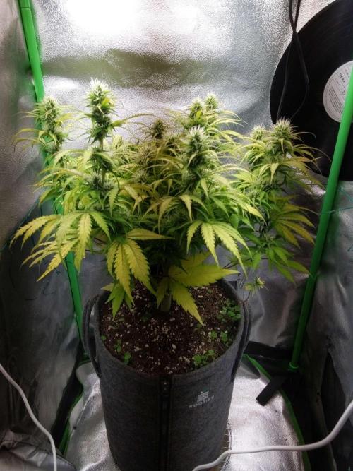 Fat Banana Auto Biobizz Coco/Light/AllMx. Week 9