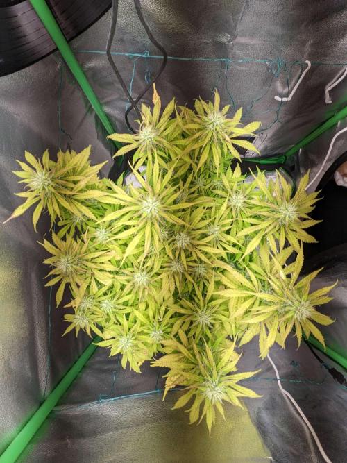Fat Banana Auto Biobizz Coco/Light/AllMx. Week 9