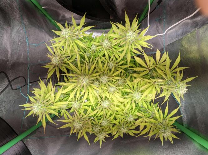 Fat Banana Auto Biobizz Coco/Light/AllMx. Week 9