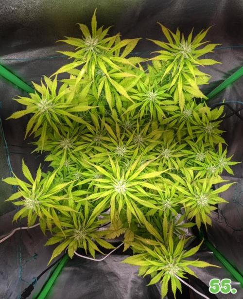 Fat Banana Auto Biobizz Coco/Light/AllMx. Week 9