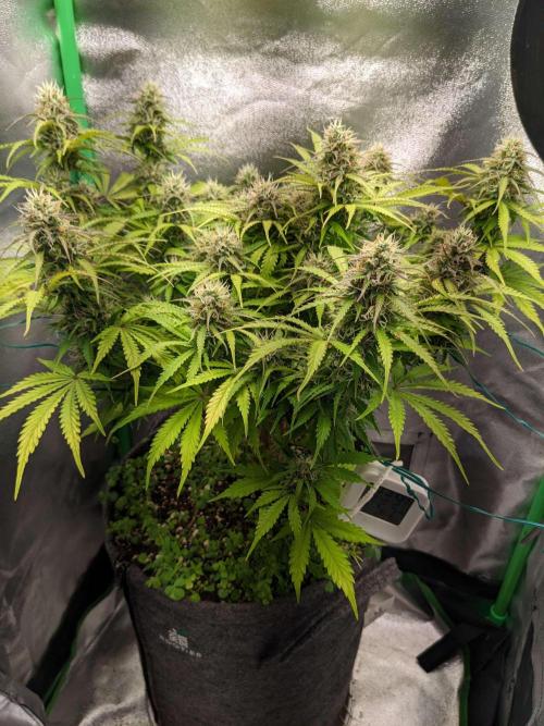 Fat Banana Auto Biobizz Coco/Light/AllMx. Week 10