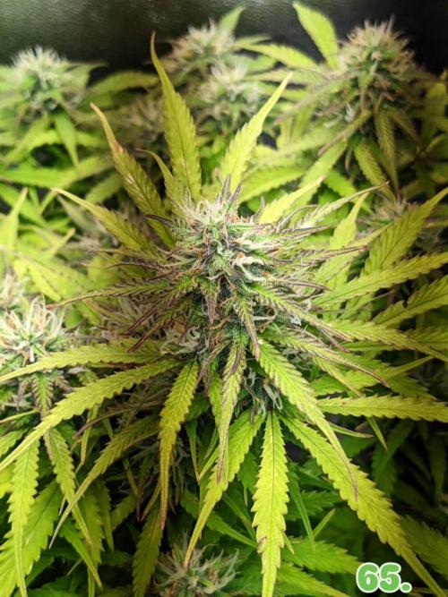 Fat Banana Auto Biobizz Coco/Light/AllMx. Week 10