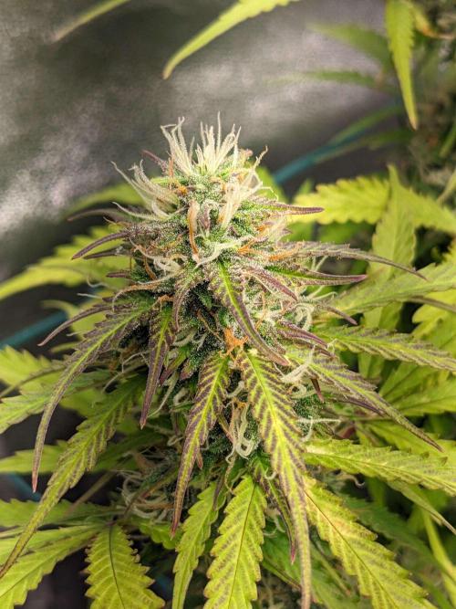 Fat Banana Auto Biobizz Coco/Light/AllMx. Week 10