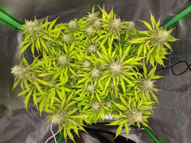 Fat Banana Auto Biobizz Coco/Light/AllMx. Week 10