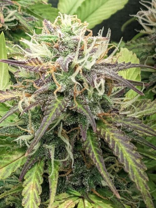 Fat Banana Auto Biobizz Coco/Light/AllMx. Week 11 - March 11 Day 77