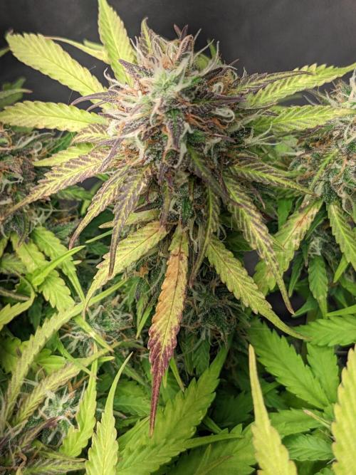 Fat Banana Auto Biobizz Coco/Light/AllMx. Week 11 - March 11 Day 77