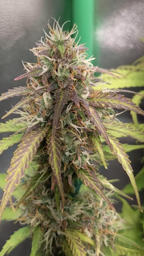 Fat Banana Auto Biobizz Coco/Light/AllMx