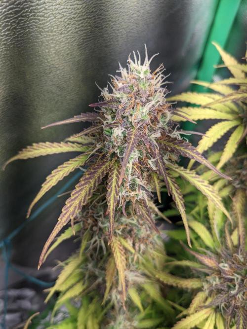 Fat Banana Auto Biobizz Coco/Light/AllMx. Week 12 - 18 march