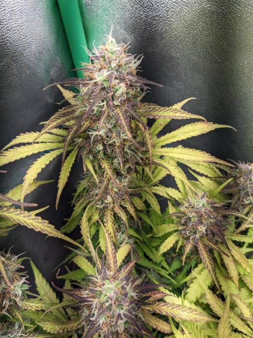 Fat Banana Auto Biobizz Coco/Light/AllMx. Week 12 - 18 march