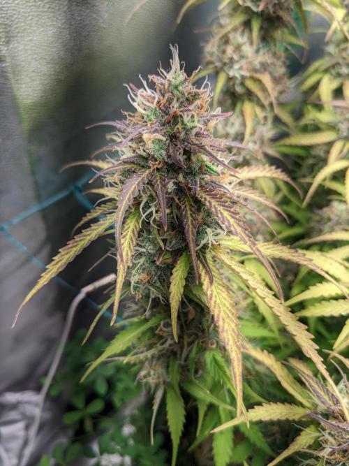Fat Banana Auto Biobizz Coco/Light/AllMx. Week 12 - 18 march