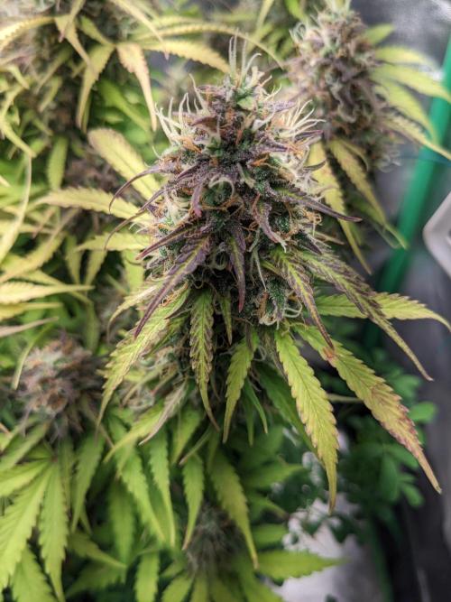 Fat Banana Auto Biobizz Coco/Light/AllMx. Week 12 - 18 march