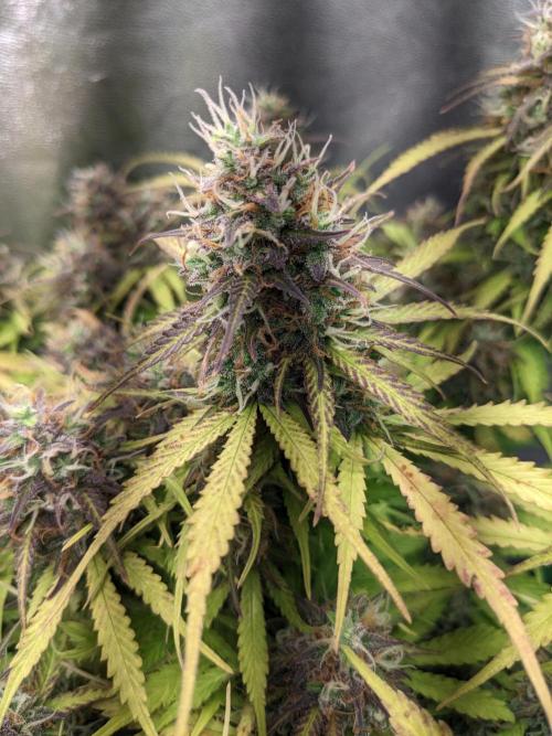 Fat Banana Auto Biobizz Coco/Light/AllMx. Week 12 - 18 march