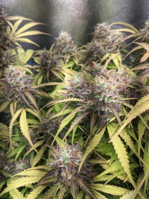 Fat Banana Auto Biobizz Coco/Light/AllMx. Week 12 - 18 march