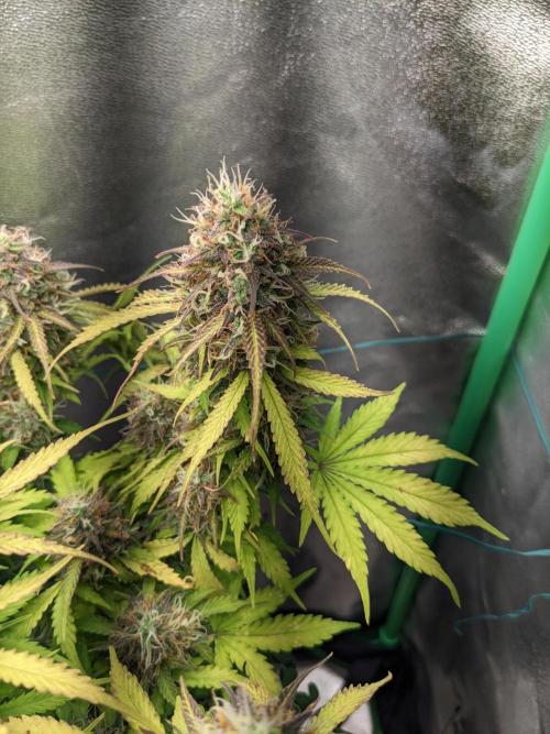 Fat Banana Auto Biobizz Coco/Light/AllMx. Week 12 - 18 march