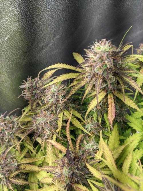 Fat Banana Auto Biobizz Coco/Light/AllMx. Week 12 - 18 march