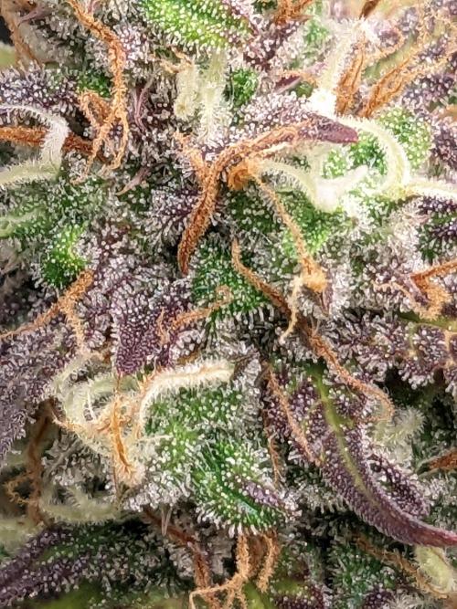 Fat Banana Auto Biobizz Coco/Light/AllMx. Week 12 - 18 march