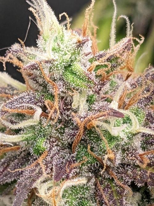 Fat Banana Auto Biobizz Coco/Light/AllMx. Week 12 - 18 march