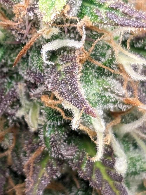 Fat Banana Auto Biobizz Coco/Light/AllMx. Week 12 - 18 march