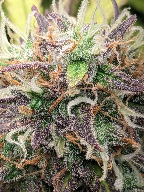 Fat Banana Auto Biobizz Coco/Light/AllMx. Week 12
