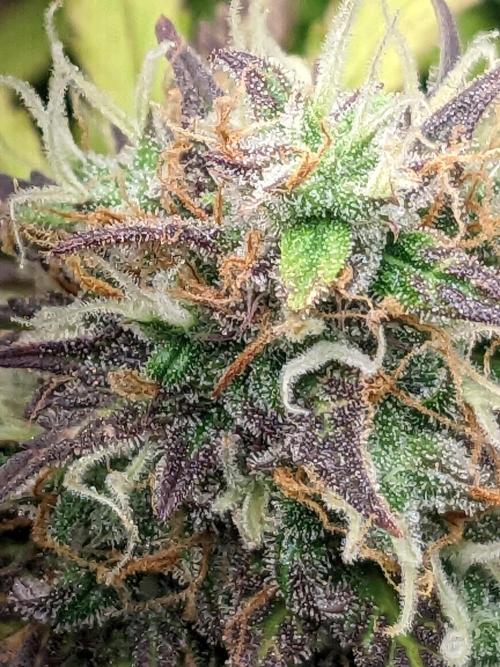 Fat Banana Auto Biobizz Coco/Light/AllMx. Week 12