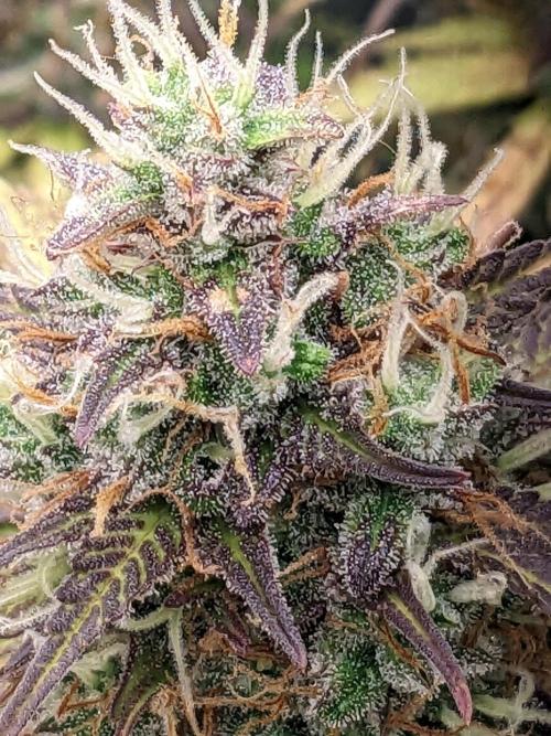 Fat Banana Auto Biobizz Coco/Light/AllMx. Week 12