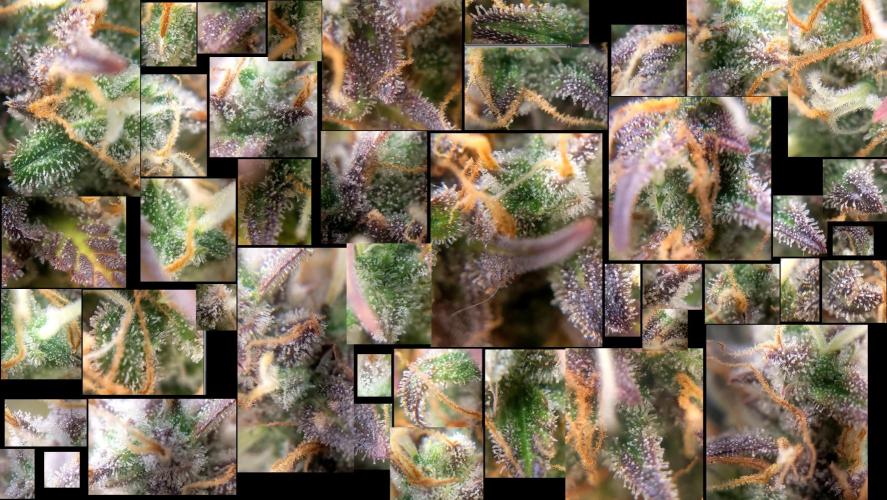 Fat Banana Auto Biobizz Coco/Light/AllMx. Week 13 - 24 March