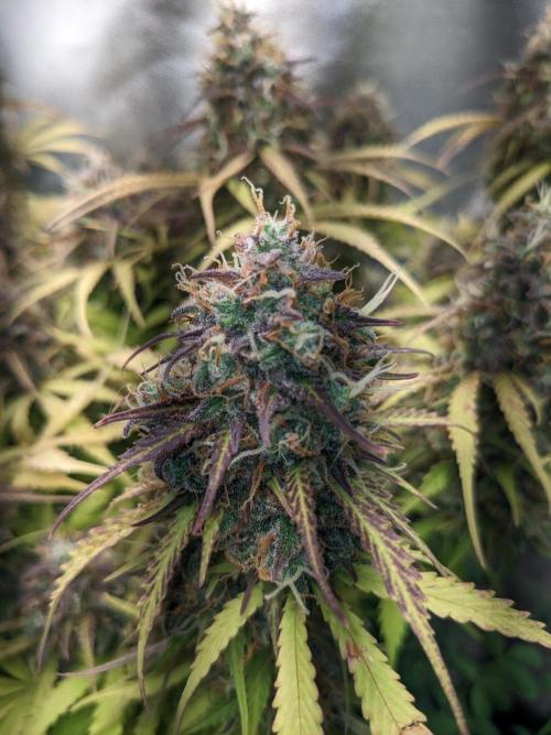Fat Banana Auto Biobizz Coco/Light/AllMx. Week 13 - 23 March