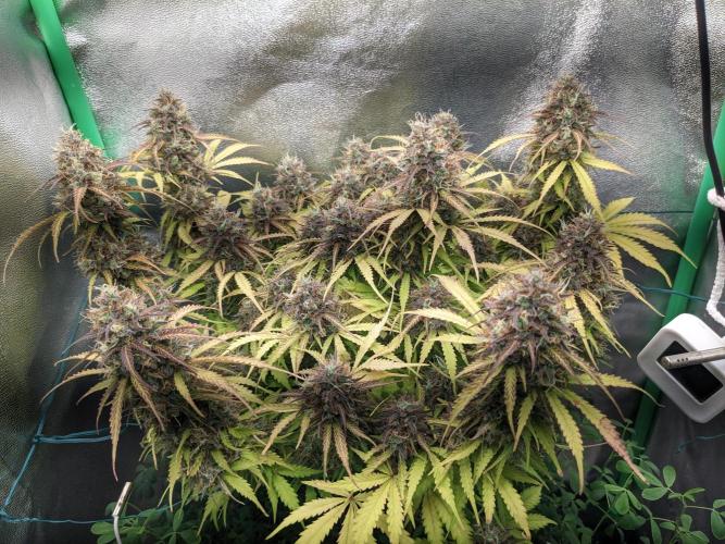Fat Banana Auto Biobizz Coco/Light/AllMx. Week 13 - 23 March