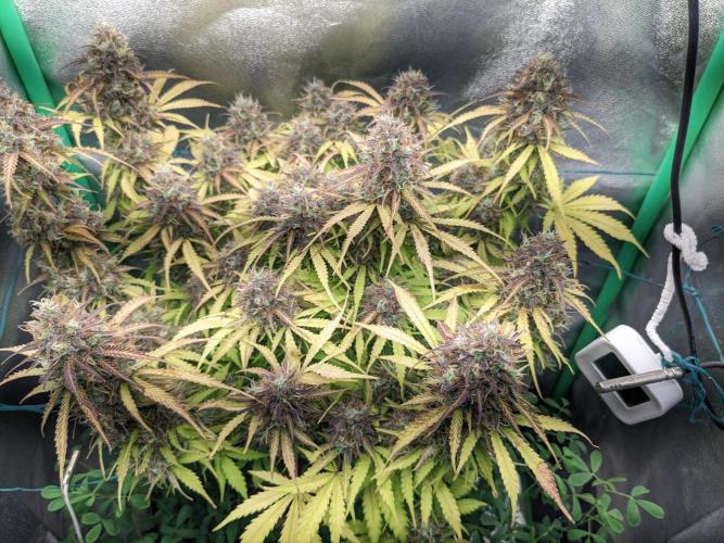 Fat Banana Auto Biobizz Coco/Light/AllMx. Week 13 - 23 March