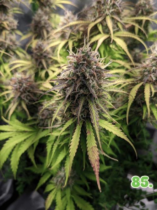 Fat Banana Auto Biobizz Coco/Light/AllMx. Week 14 - Day 85