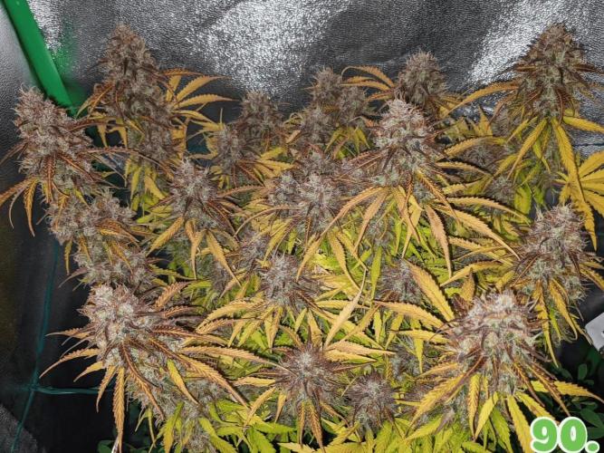 Fat Banana Auto Biobizz Coco/Light/AllMx. Week 14 - Day 90