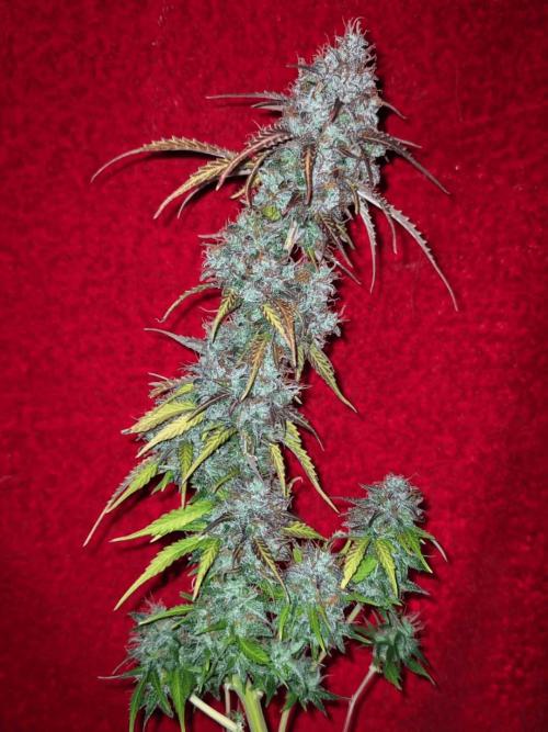 Fat Banana Auto Biobizz Coco/Light/AllMx. Week 14 - Day 90